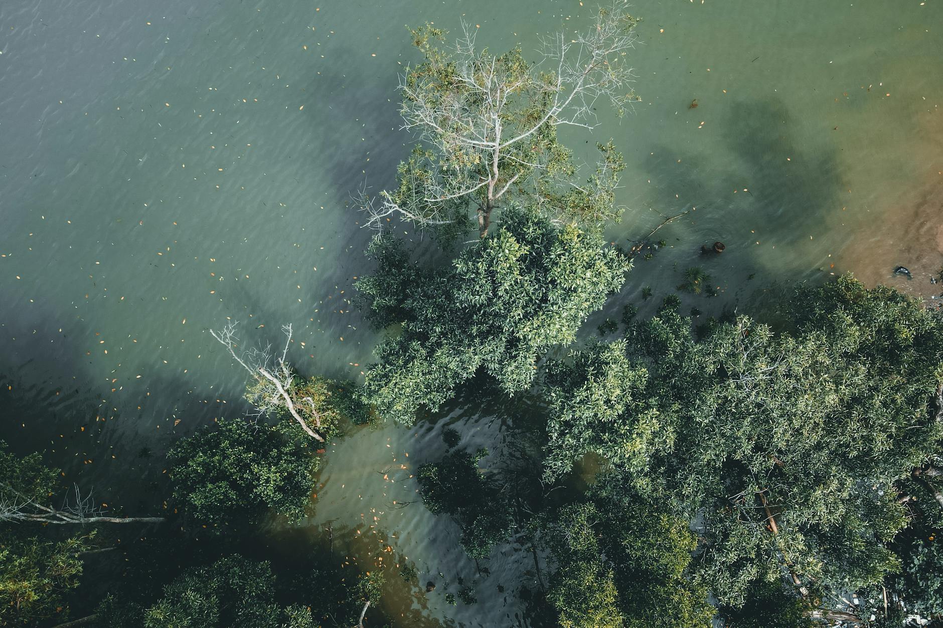 A mesmerizing birds-eye view of coastal greenery merging with serene waters.