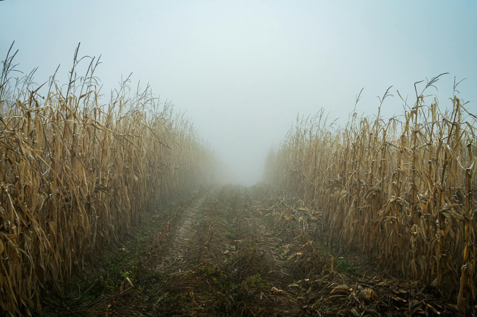 a misty autumn morni 697a11a02dfd6