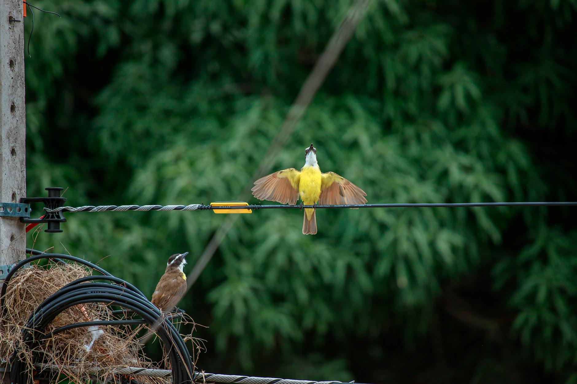IC19 e A5 em dias de chuva: erros típicos e como conduzir com margem 6 A vibrant Great Kiskadee perched on an electrical wire with wings open, surrounded by lush greenery.