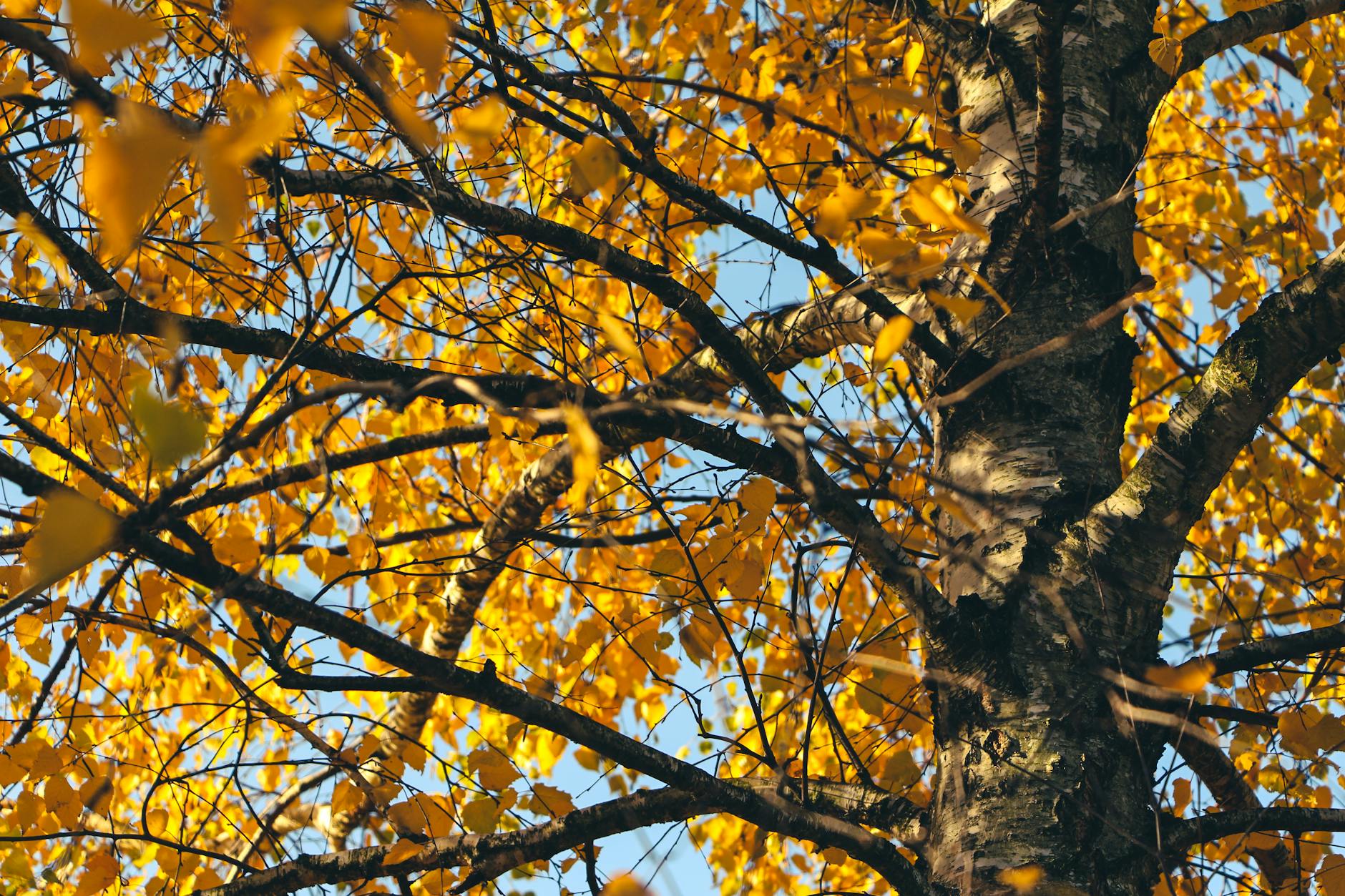 Captivating view of birch tree branches adorned with vibrant golden leaves during autumn in Pécel, Hungary.