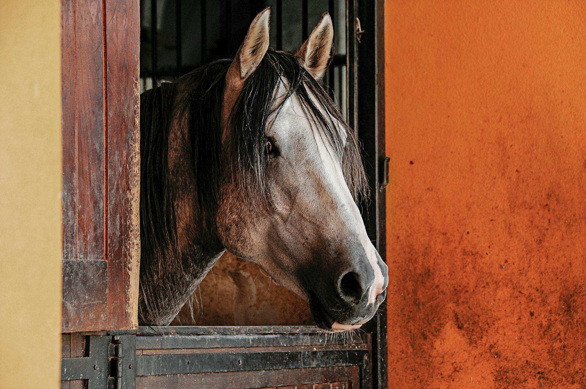 A beautiful horse looks out from a stable window in Alter do Chão, Portugal, highlighting equestrian elegance.