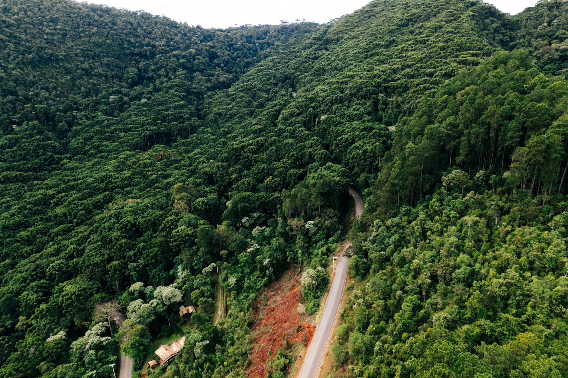 A breathtaking aerial view of São Bento do Sapucaí's dense forest and winding road capturing nature's tranquility.