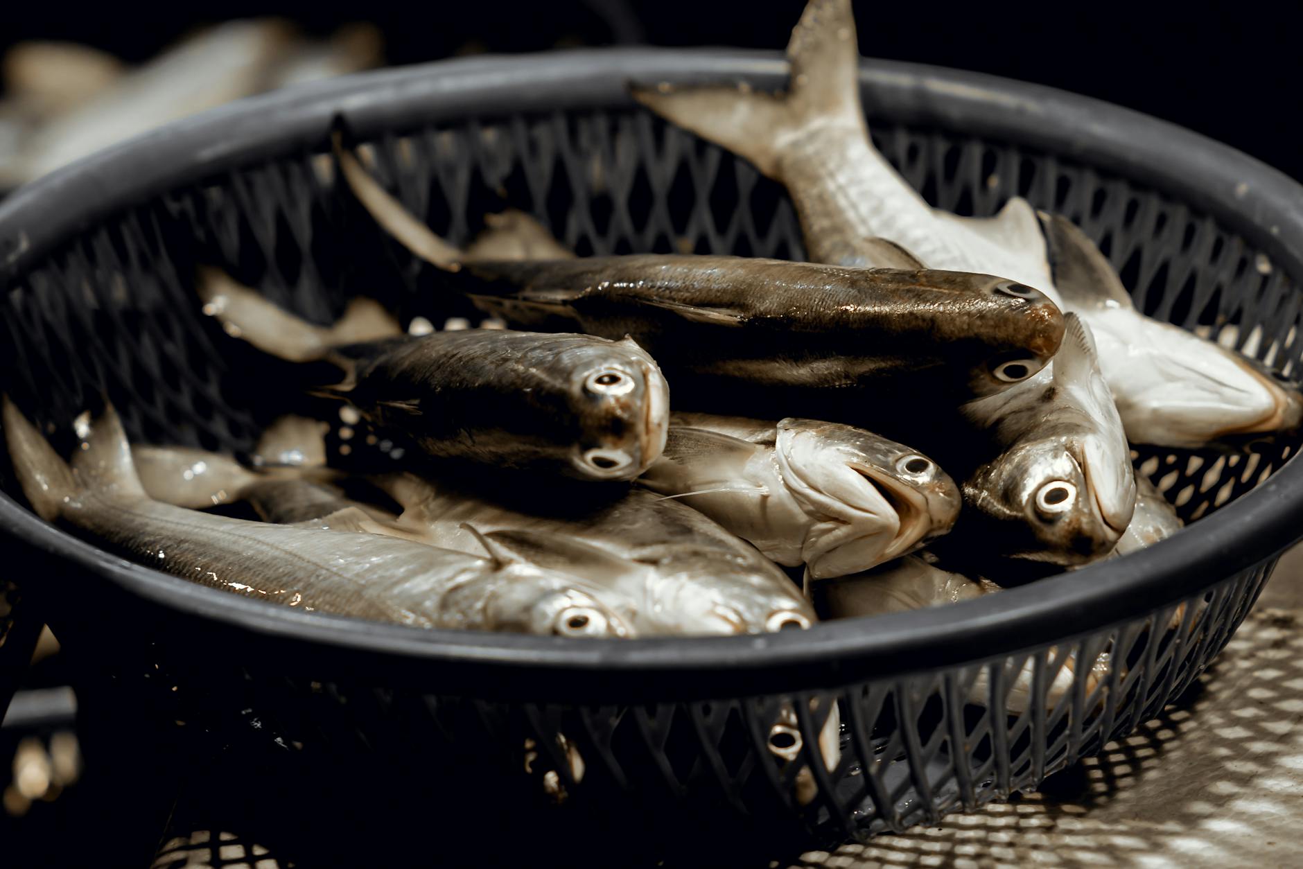 A close-up of fresh fish in a basket at a market in Keelung, Taiwan.