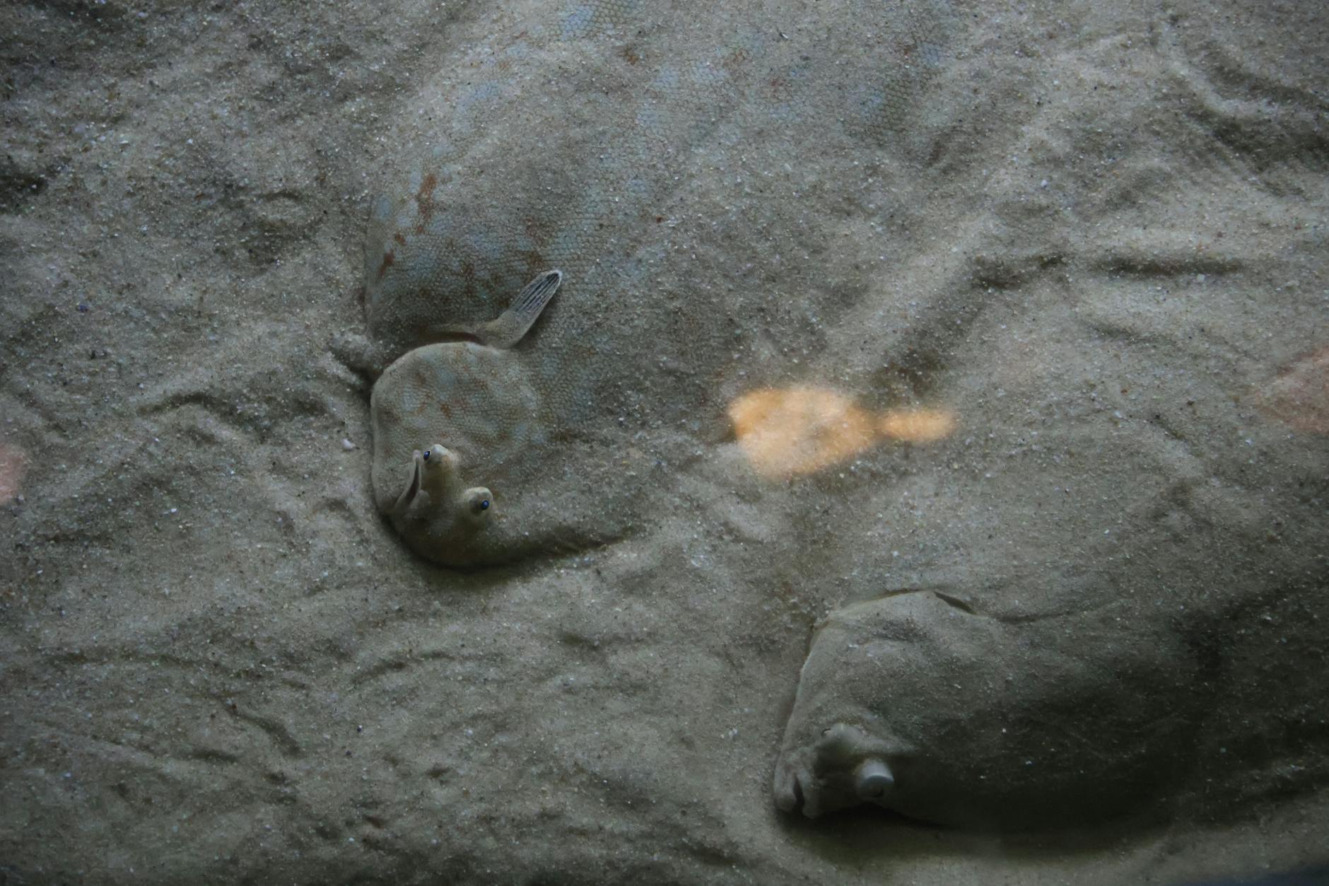 Os Melhores “Hidden Gems” Em Lisboa: 30 Lugares Que Surpreendem 5 A flatfish blends into the sandy ocean floor, showcasing natural camouflage in Lisboa aquarium.