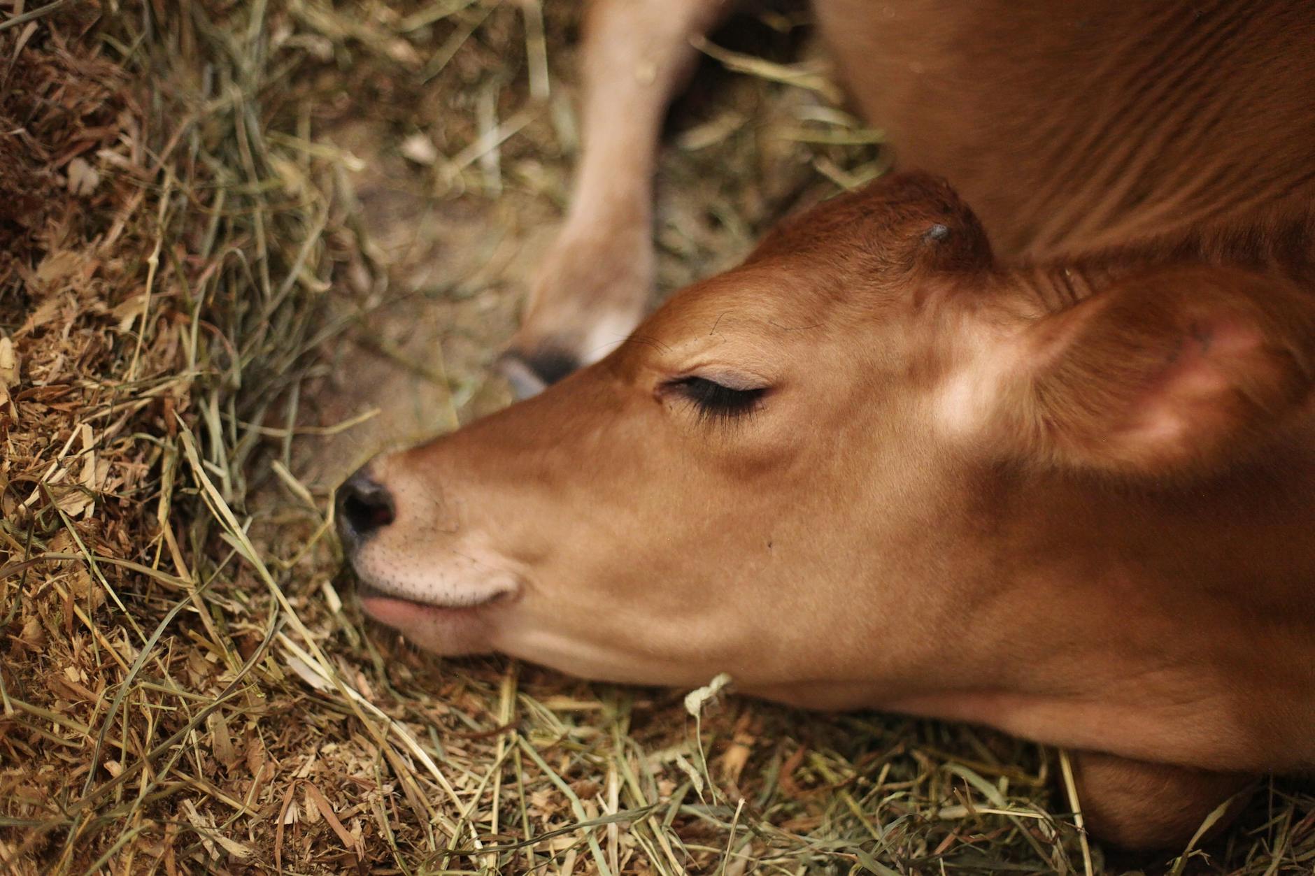 O que é a Lezíria do Tejo e porque é especialmente vulnerável a inundações 6 A peaceful calf sleeps on hay, showcasing rural farm life and livestock tranquility.