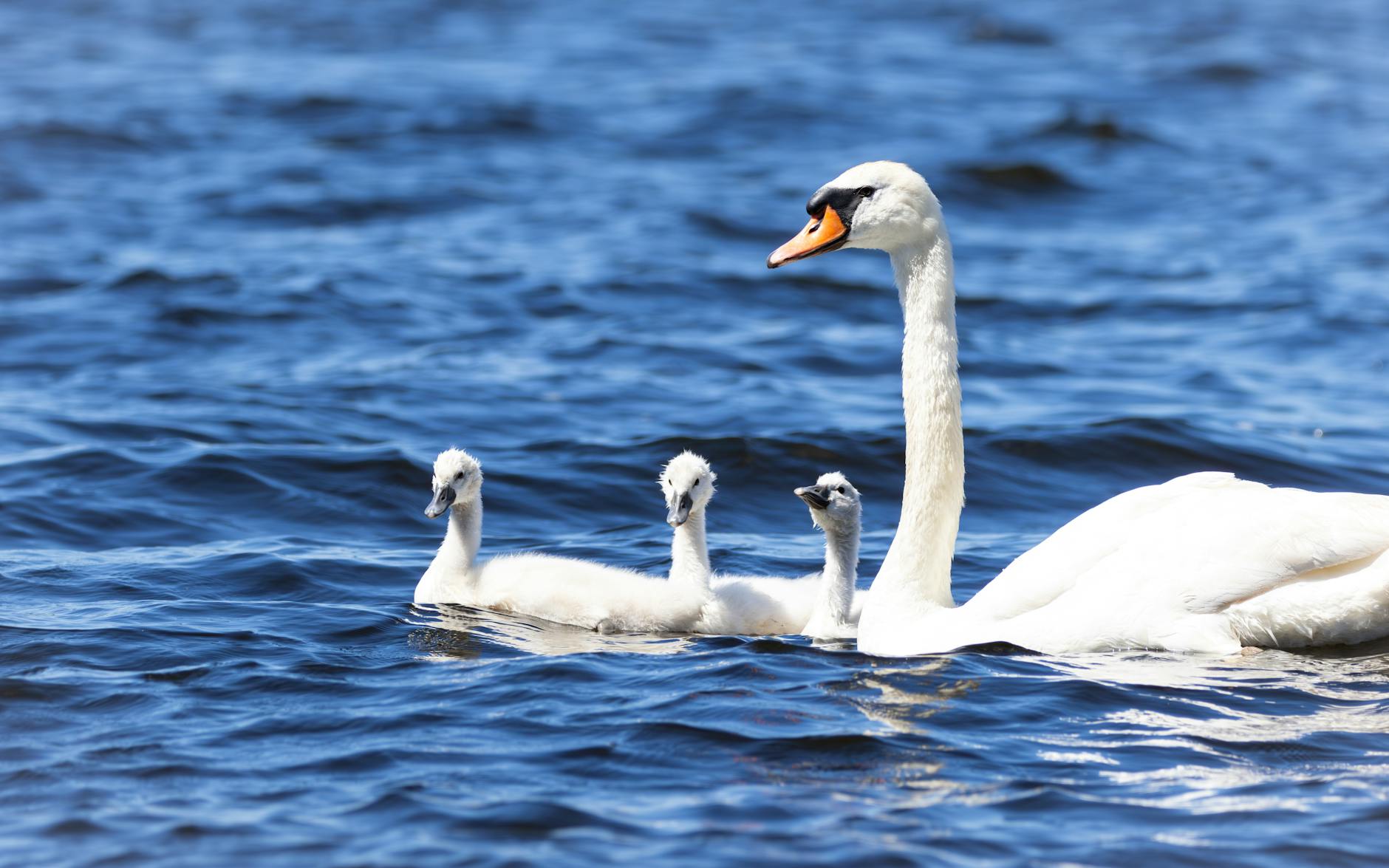 A serene scene of a swan and cygnets swimming in a lake, showcasing natural beauty.