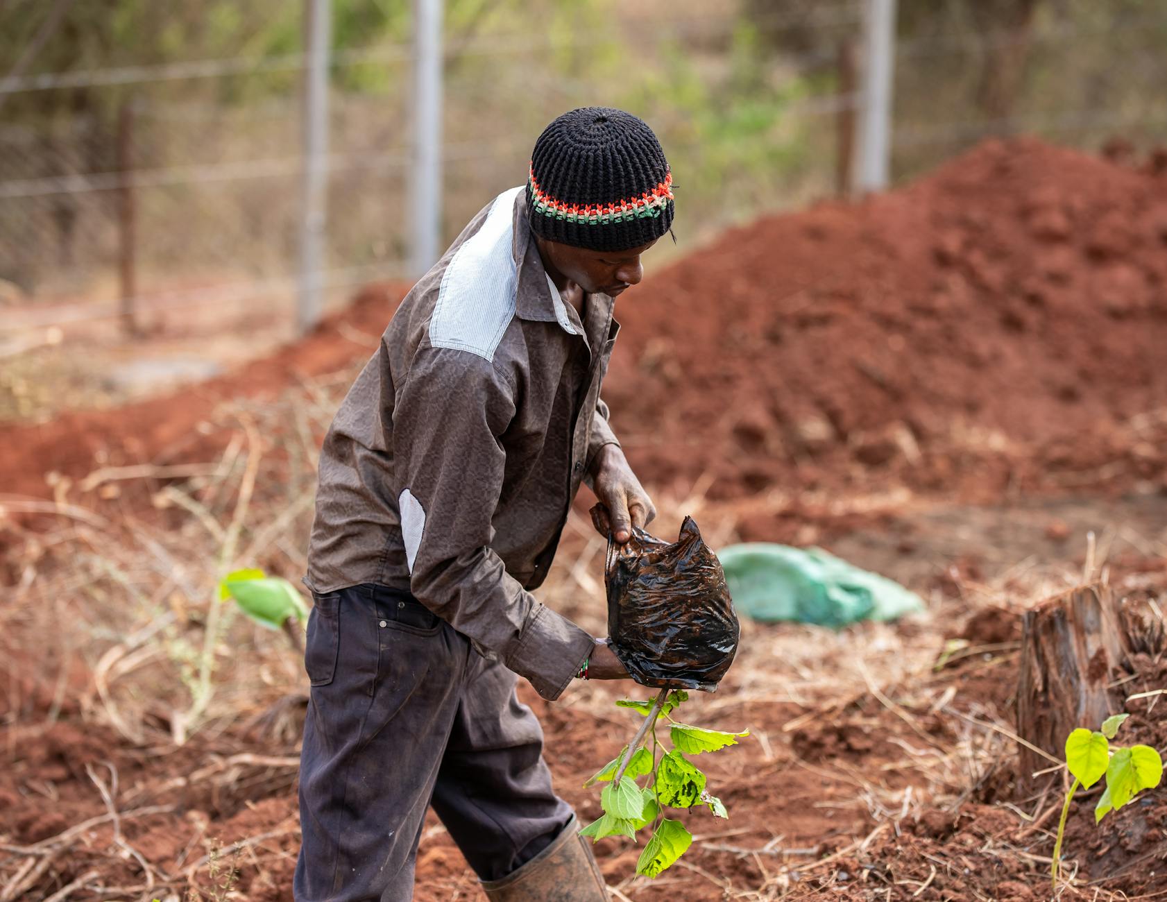 Adult man engaged in planting a sapling in a rural garden, surrounded by red soil.