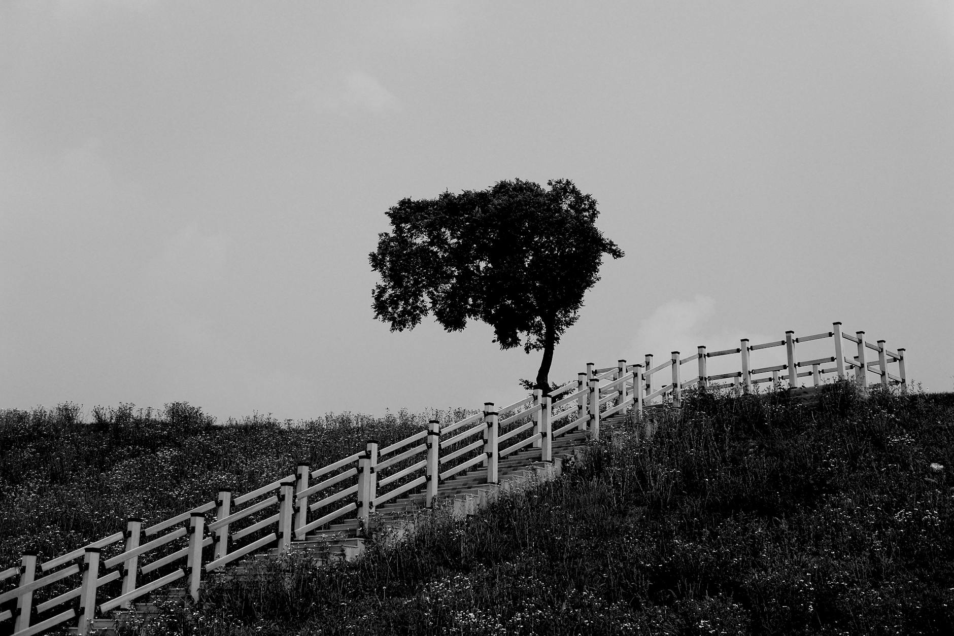 Black and white image of a staircase leading to a solitary tree on a hill.
