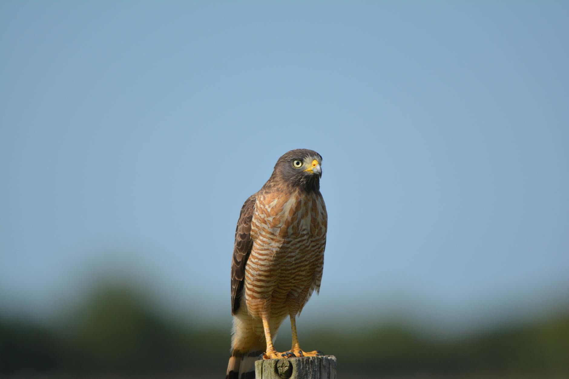Close-up of a Rufous-legged Hawk on a post in Salto Grande, Argentina.