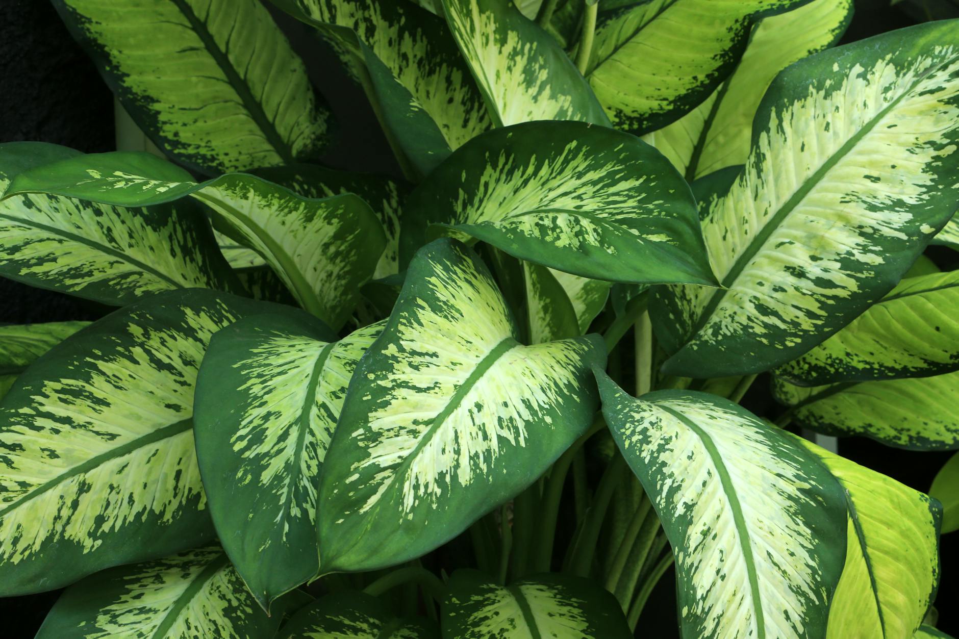 Close-up of vibrant Dieffenbachia leaves showcasing their lush green and cream variegated patterns.