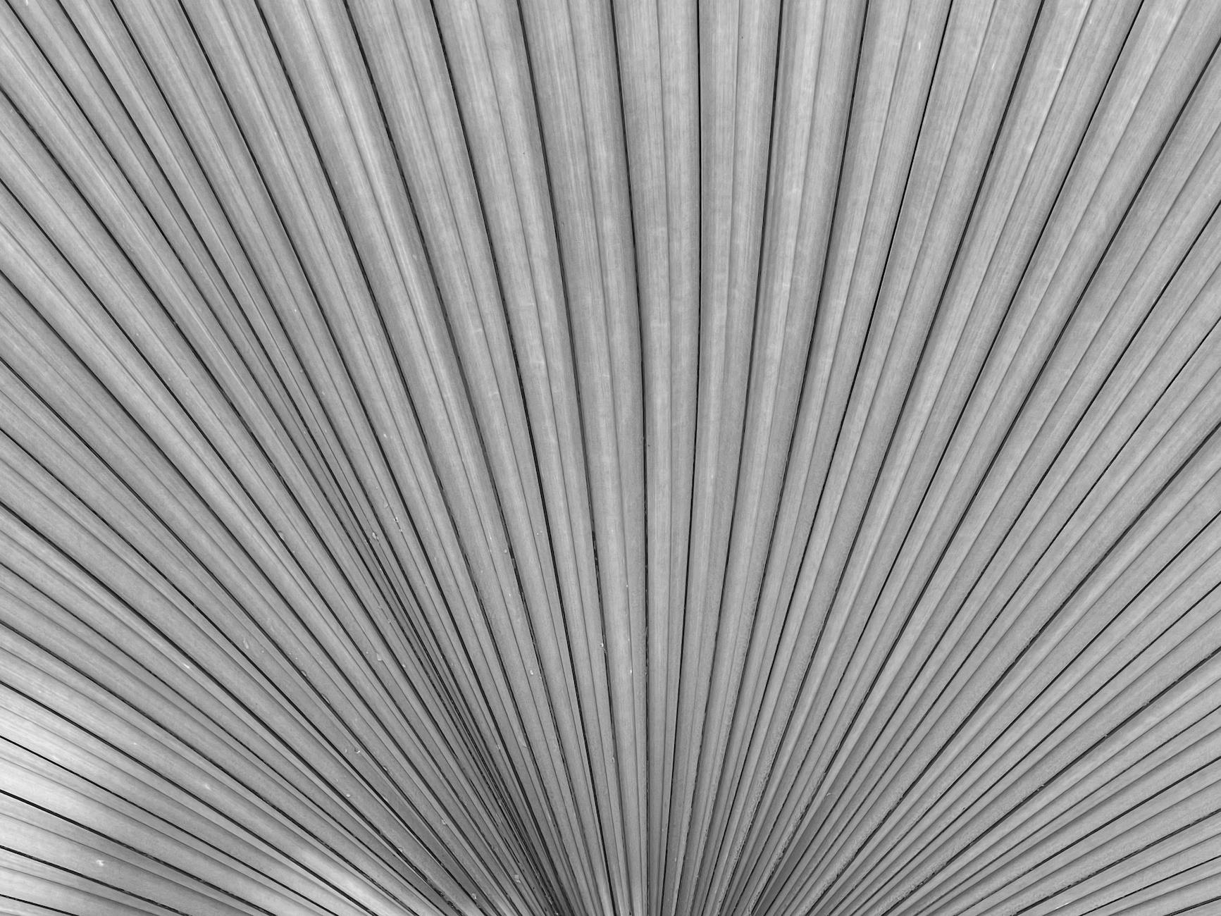 Reparação De Telemóveis Em Lisboa: Onde Ir Sem Ser Enganado 5 Detailed black and white texture of a palm leaf showing natural patterns and veins.