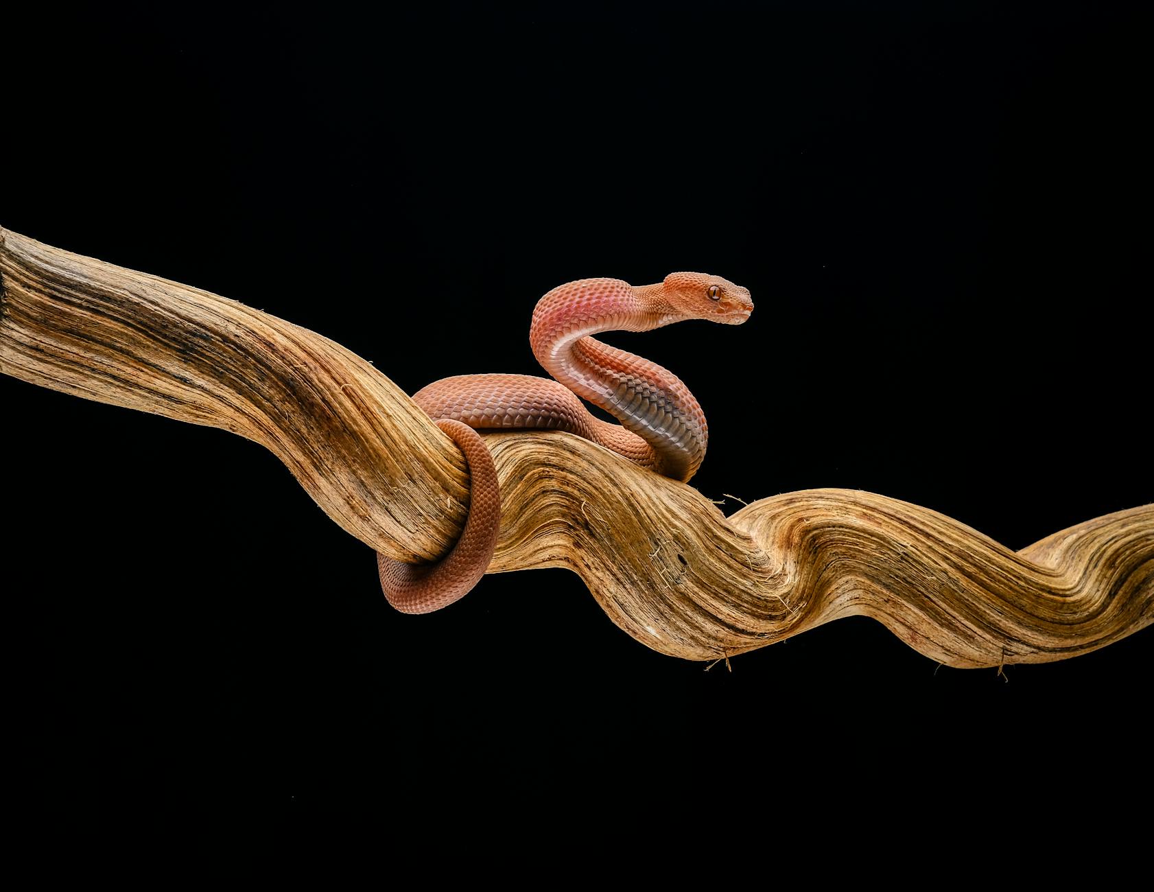 Dramatic studio shot of a red snake coiled on a twisting branch against a black background.