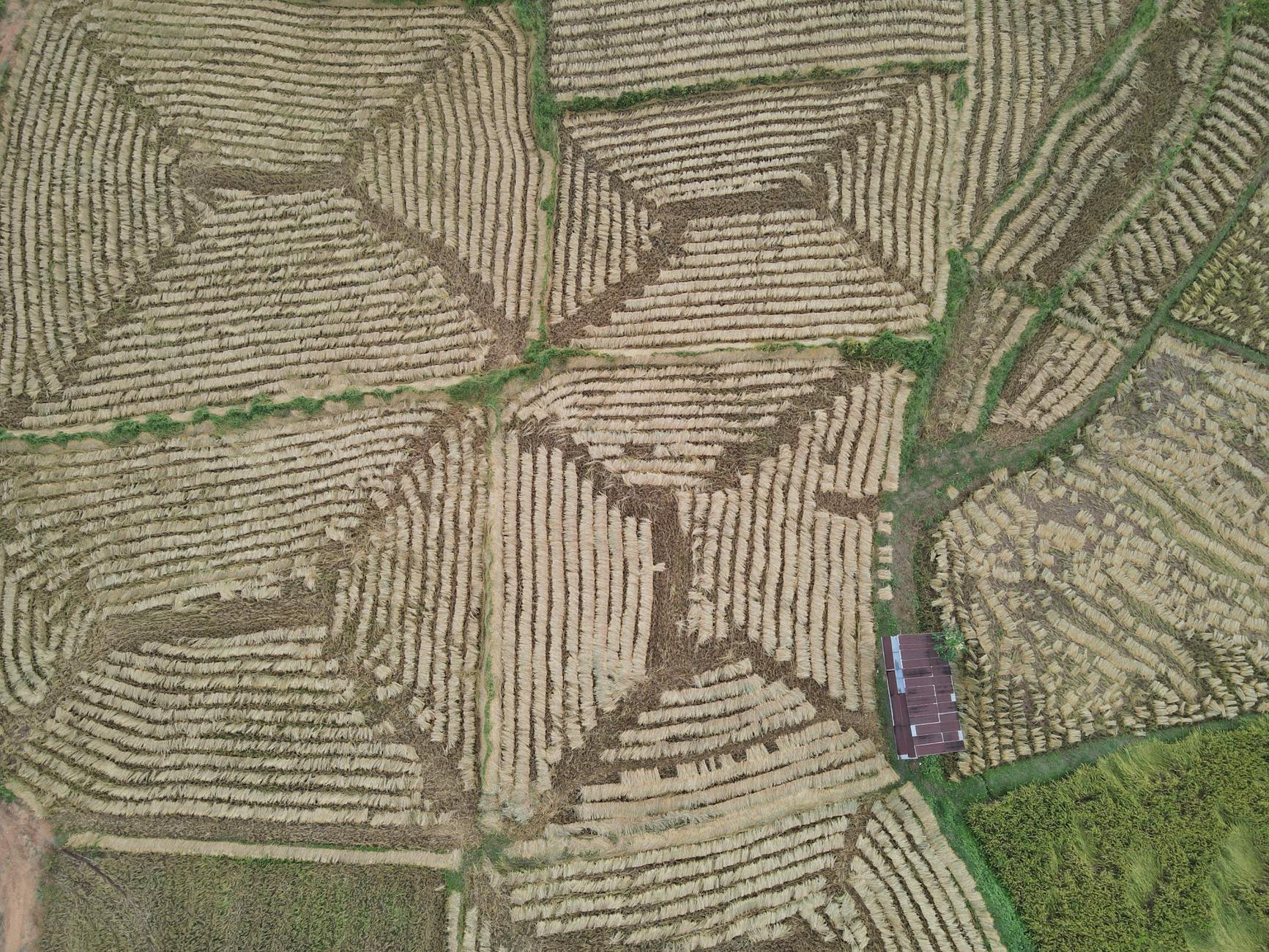 Drone capture of geometric harvested rice fields in rural Pa Laeo Luang, Thailand.