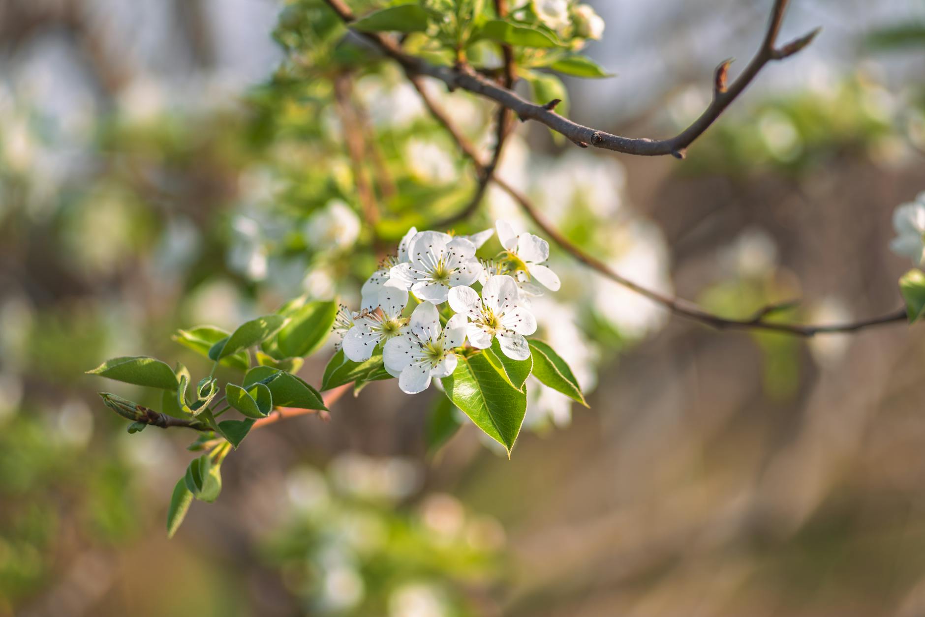 Esplanadas Em Lisboa: Onde Apanhar Sol Sem Levar Com Vento 5 White blossoms on a branch symbolizing growth and renewal in spring.